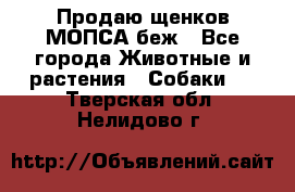 Продаю щенков МОПСА беж - Все города Животные и растения » Собаки   . Тверская обл.,Нелидово г.